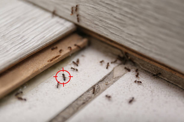 Best Emergency Pest Control  in Hitchcock, TX