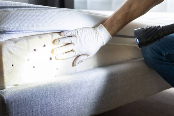 Best Exterminator Services  in Hitchcock, TX