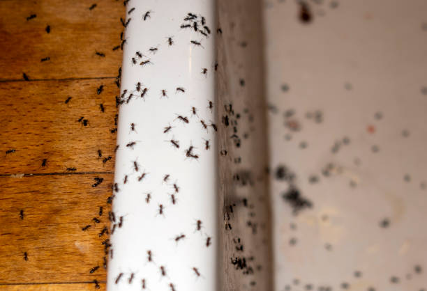 Best Commercial Pest Control Services  in Hitchcock, TX