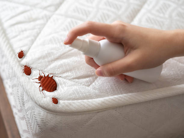 Best Cockroach Control Services  in Hitchcock, TX