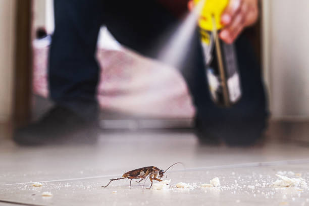 Trusted Hitchcock, TX Pest Control Experts