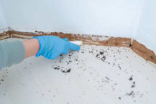 Best Pest Prevention Services  in Hitchcock, TX